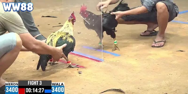 Các chiến thuật đặt cược siêu hiệu quả nên biết