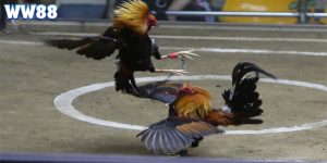 Đá Gà Cựa Sắt