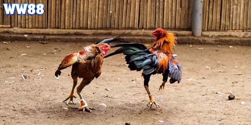Lý giải về hình thức gà chọi cựa sắt